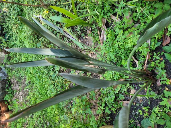 Identificação da planta Ave-do-paraíso por foto