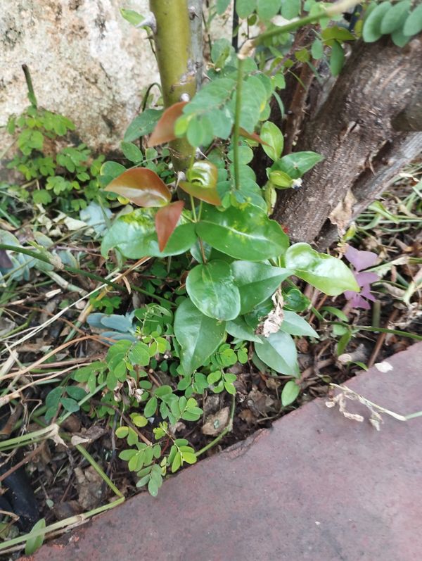 Identificação da planta Acerola por foto