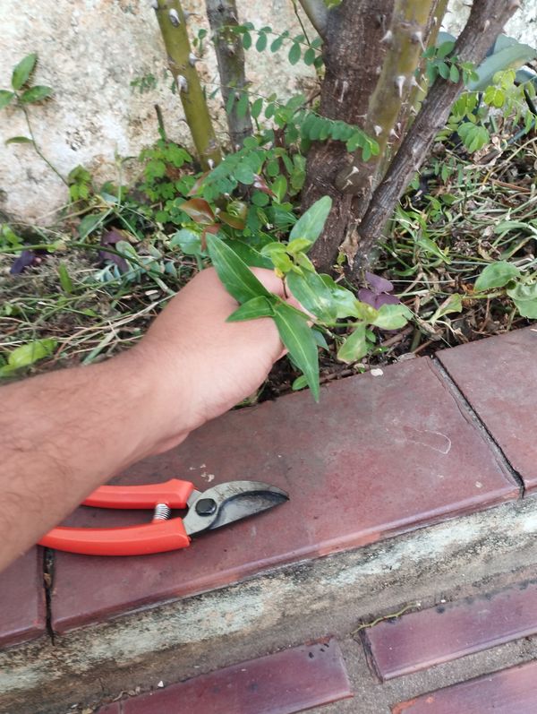 Identificação da planta Trapoeraba por foto