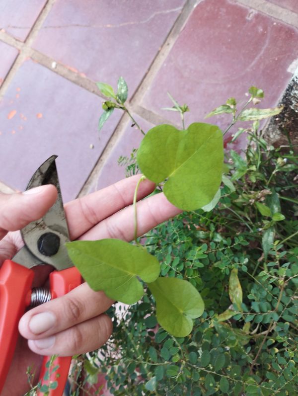 Identificação da planta Corda-de-viola por foto