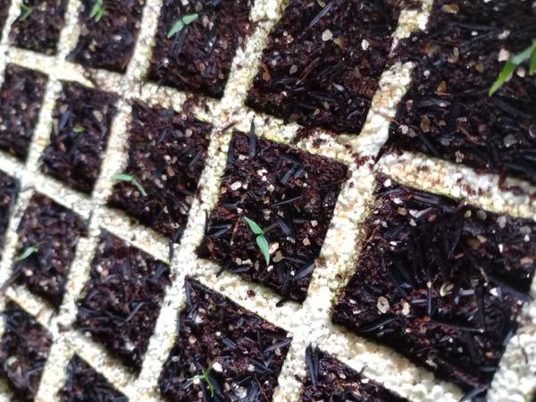 Identificação da planta Dama-da-noite por foto