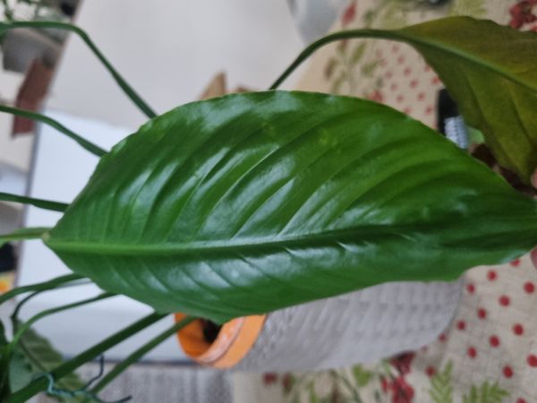 Identificação da planta Lírio da paz por foto