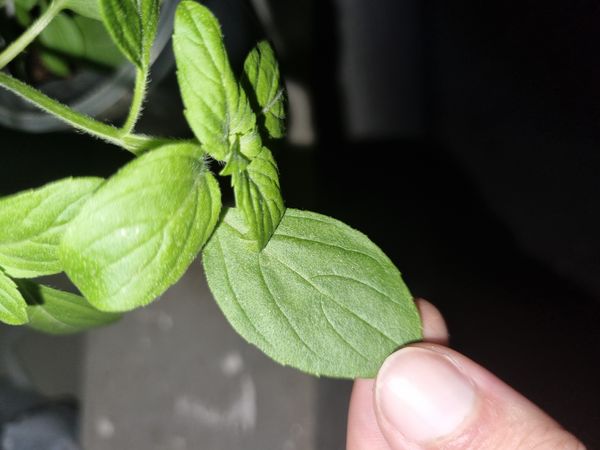 Identificação da planta Manjericão por foto