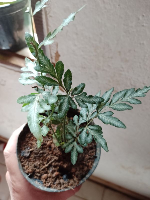Identificação da planta Samambaia por foto