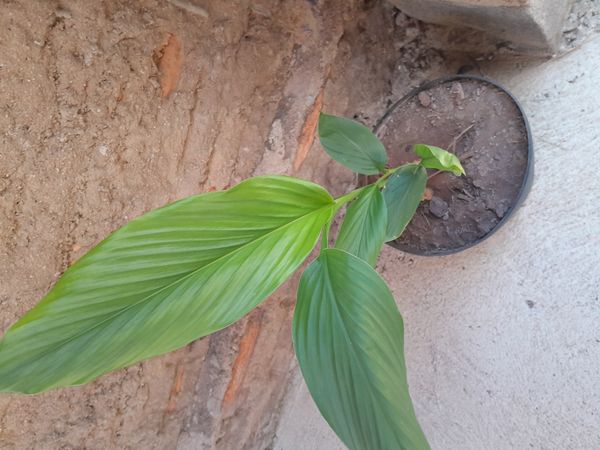 Identificação da planta Cúrcuma por foto
