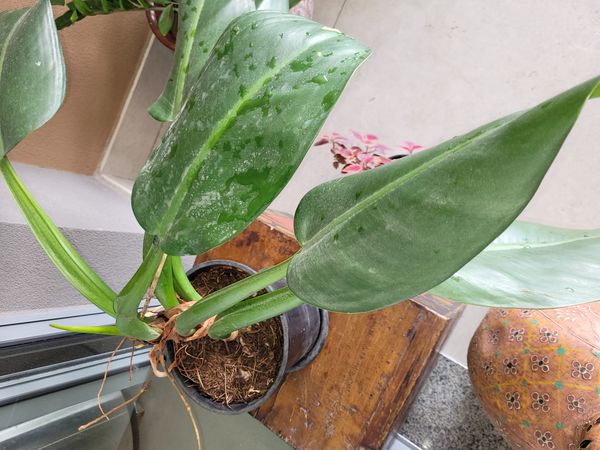 Identificação da planta Pacová por foto