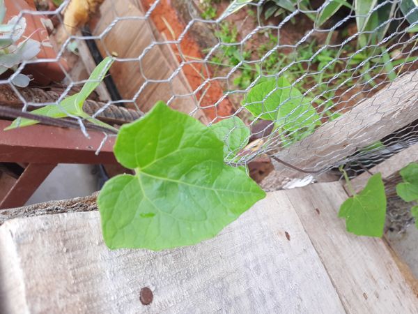 Identificação da planta Serrapilheira por foto