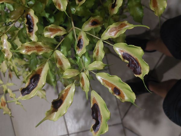 Identificação da planta Café-de-bugre por foto