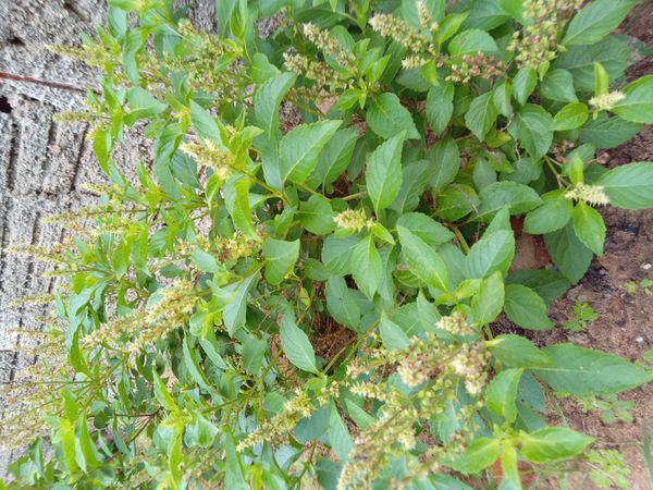 Identificação da planta Alfavaca-de-caboclo por foto