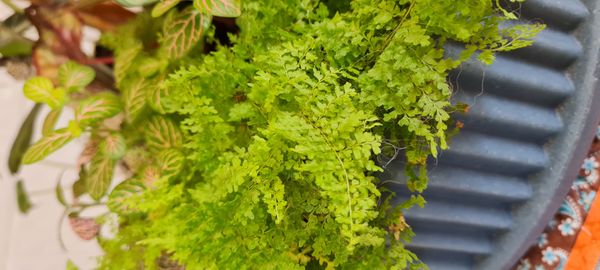 Identificação da planta Samambaia por foto