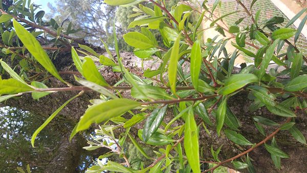 Identificação da planta Carvalho-americano por foto