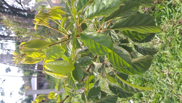 Identificação da planta Ipê-amarelo por foto