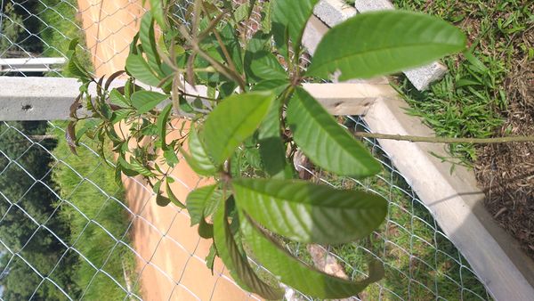Identificação da planta Tarumã por foto