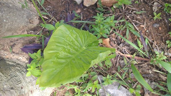Identificação da planta Orelha-de-elefante por foto