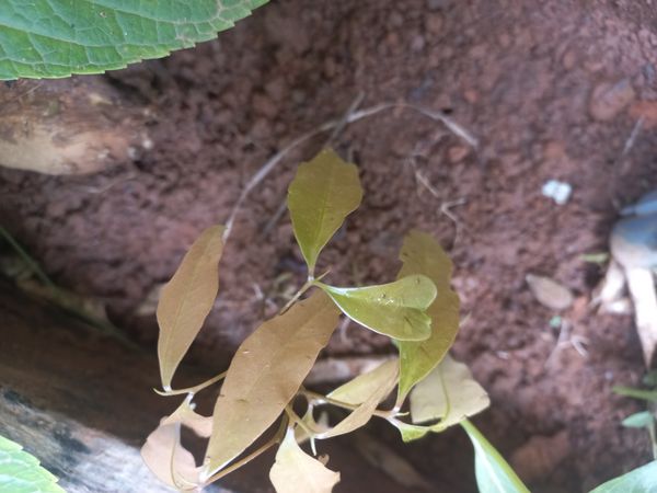 Identificação da planta Lichia por foto
