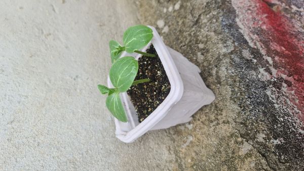 Identificação da planta Melancia por foto