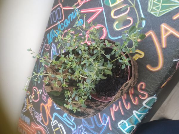 Identificação da planta Tomilho por foto