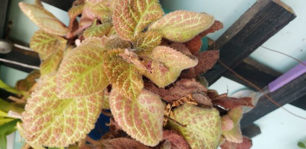 Identificação da planta Peixinho por foto