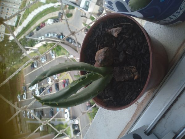Identificação da planta Aloe espinhosa por foto