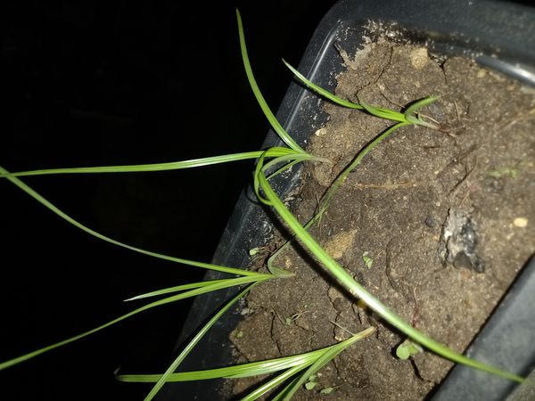 Identificação da planta Tiririca por foto