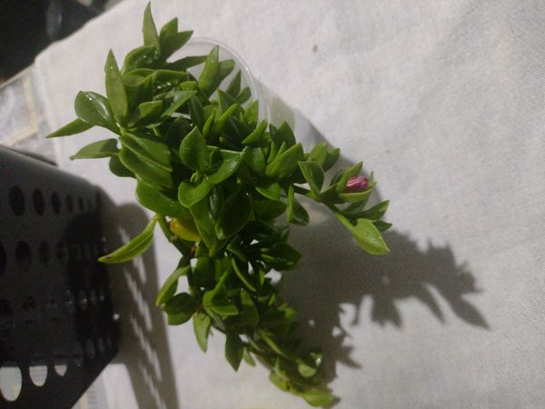Identificação da planta Aptenia ou Rosinha-de-sol por foto