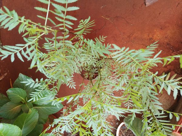 Identificação da planta Erva-fedorenta por foto