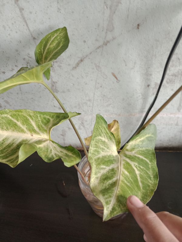 Identificação da planta Língua-de-cobra por foto