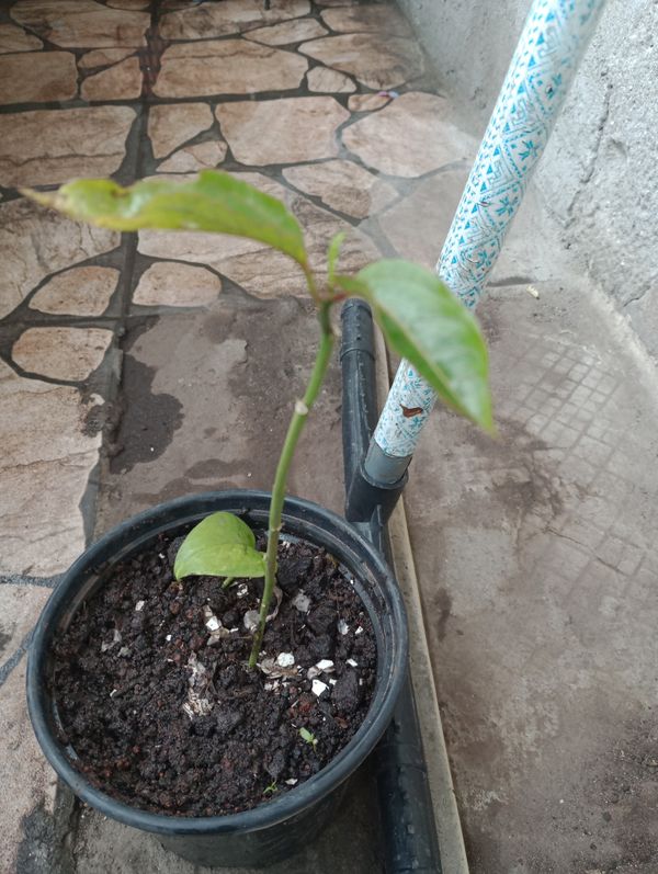 Identificação da planta Maracujá por foto