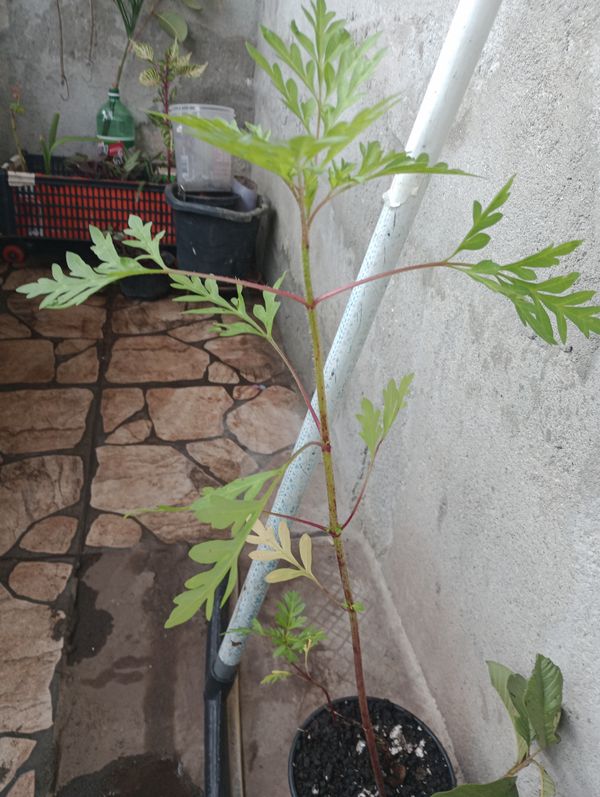 Identificação da planta Cosmos amarelo por foto