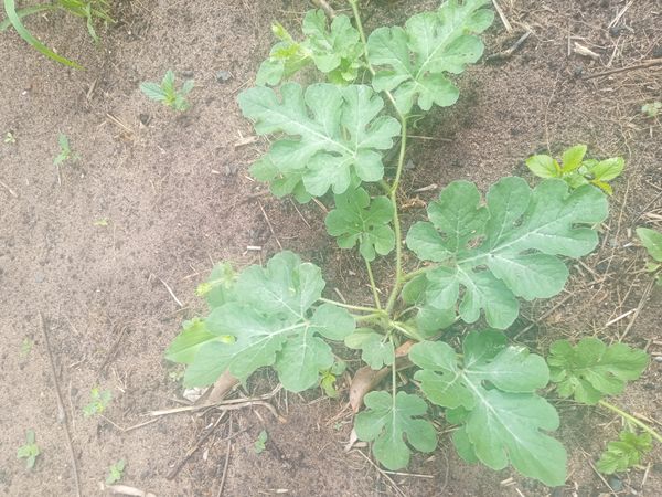 Identificação da planta Maxixe por foto