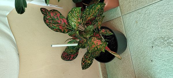 Identificação da planta Comigo-ninguém-pode por foto