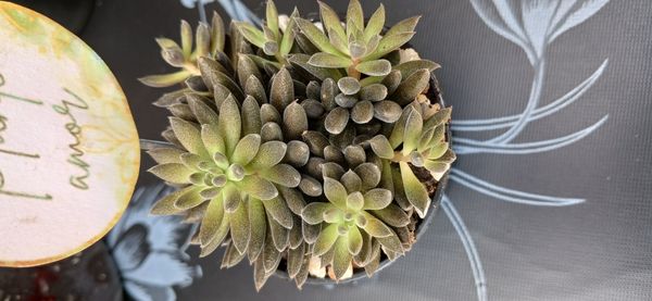 Identificação da planta Suculenta morcego por foto