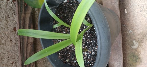 Identificação da planta Açucena por foto