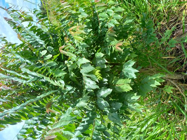 Identificação da planta Groselha Branca por foto