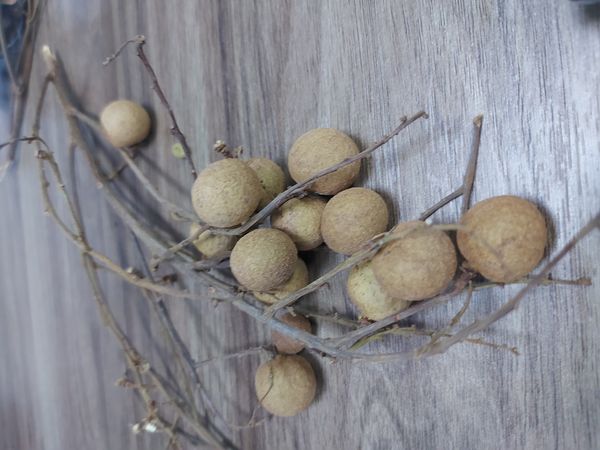Identificação da planta Logana por foto