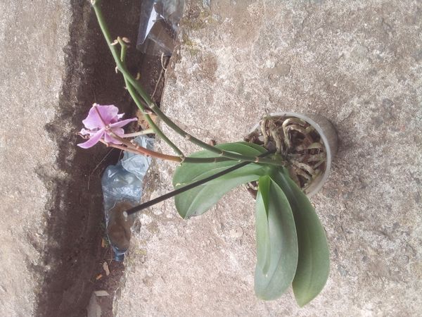Identificação da planta Orquídea-Phalaenopsis por foto