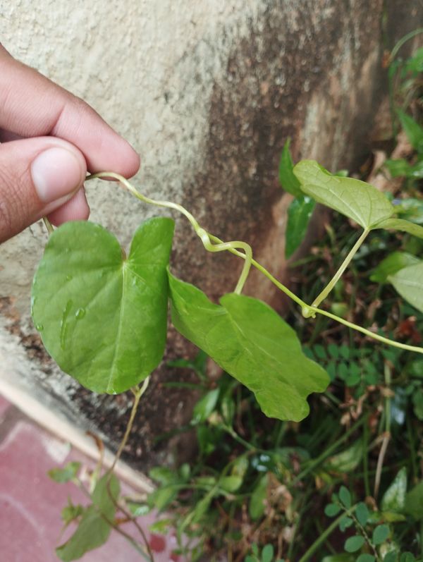 Identificação da planta Fio-de-ovos por foto