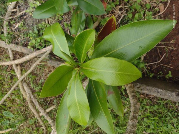 Identificação da planta Capororoca por foto