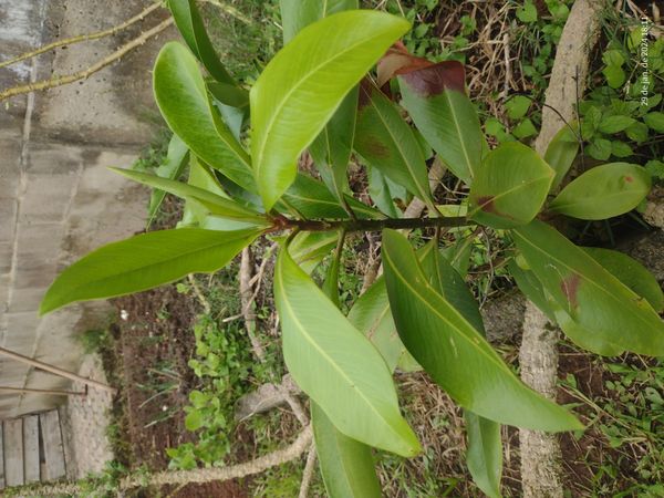 Identificação da planta Capororoca por foto
