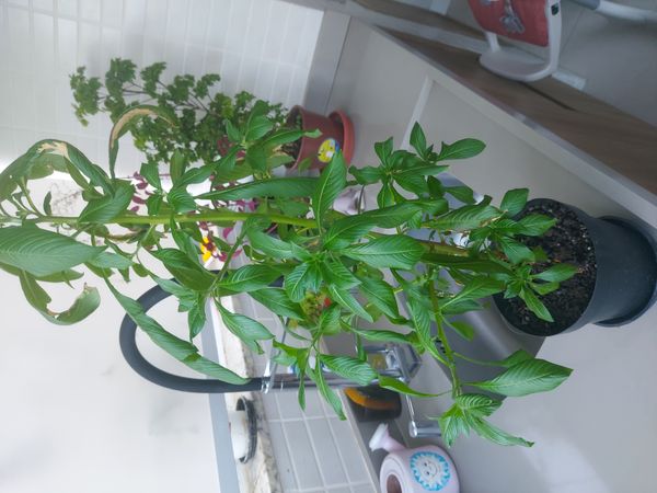 Identificação da planta Maria-sem-vergonha por foto