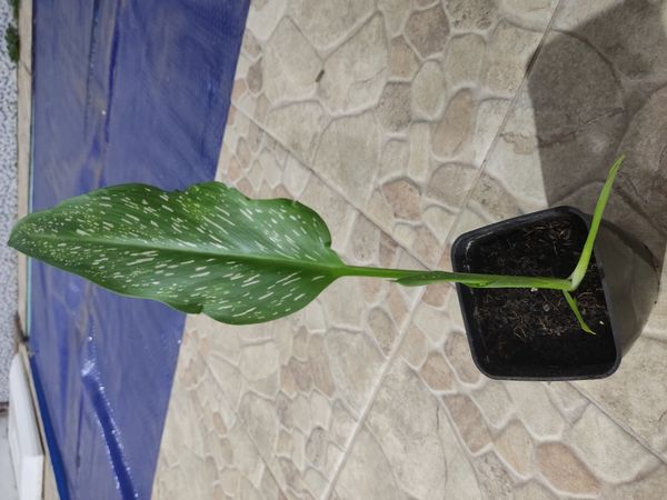 Identificação da planta Calla por foto