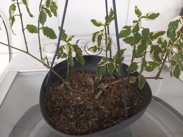 Identificação da planta Evônimo por foto