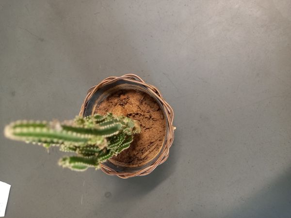 Identificação da planta Cacto-de-castelo-de-fadas por foto