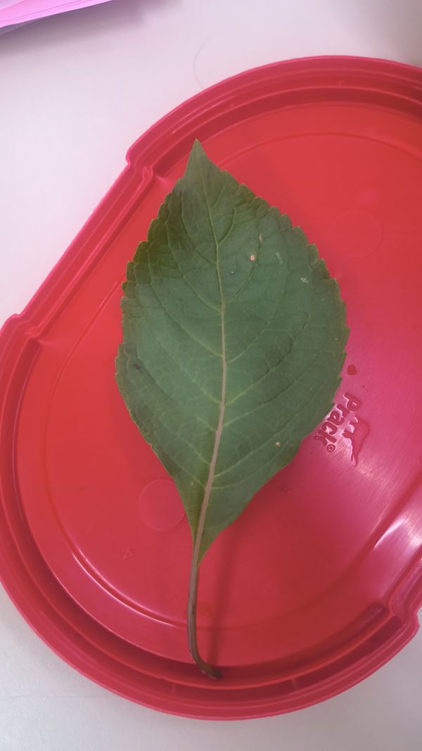 Identificação da planta Alfavaca-de-caboclo por foto