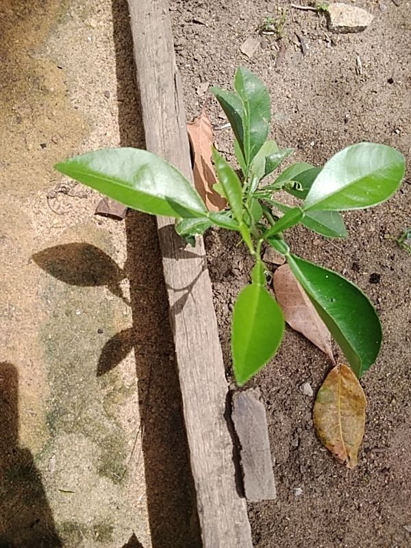 Identificação da planta Pomelo por foto