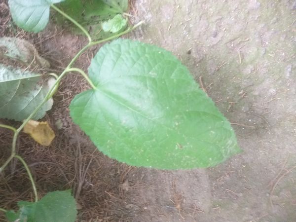 Identificação da planta Amora por foto