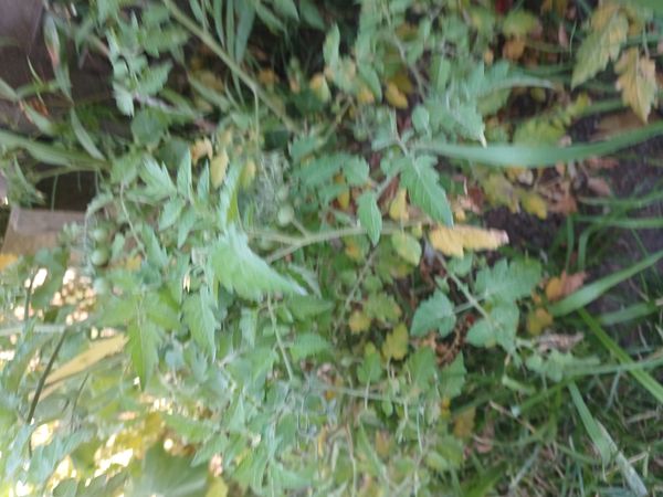 Identificação da planta Tomate cereja por foto