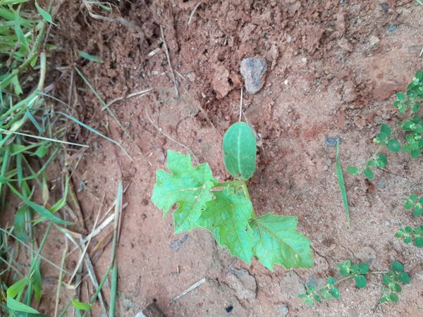 Identificação da planta Bucha por foto
