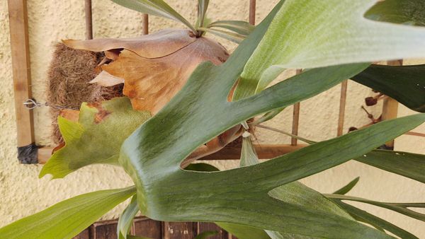Identificação da planta Samambaia-de-chifre por foto