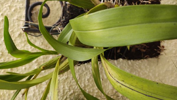 Identificação da planta Chuva-de-ouro por foto